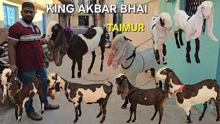 Hyderabadi Goats A1 Top Quality Collection Available king Akbar Bhai Ke Pass