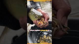 این مرد یک ماهی فوق العاده صید کرده !!!