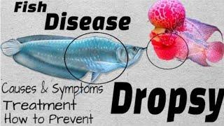 Dropsy * Fish disease /Treatment