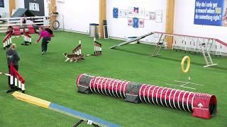 International Agility Training Week - Dog's point of view - preview