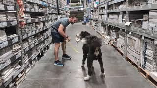 Gus and Lowe's