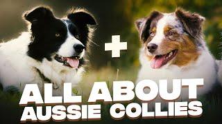 Border Collie Australian Shepherd Mix (Aussie Collies): Dog Breed Information