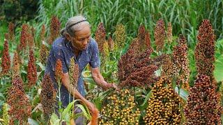 高粱怎麼做好吃？阿婆做3種口味，孫女吃了還打包Grandma uses sorghum to make 3 kinds of delicious food｜#food  ｜ 广西 美食 ｜玉林阿婆