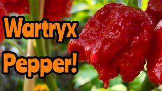 Wartryx Super Hot Pepper Pod!