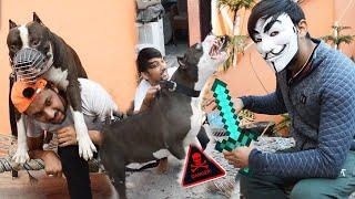 Will Pitbull dog Protect its owner from a thief?  | Mafia The Pitbull