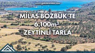 Muğla Bozbük'te #Satılık Denize Yakın 6100m² Zeytinlik