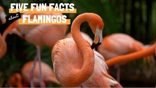 Five Fun Facts about Flamingos   #animalfacts #wildlife #flamingo