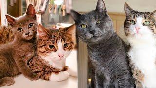 А lonely kitten is completely delighted after getting into such a large family