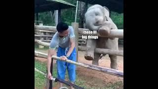 Elephant vs Man