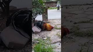 The Most Beautiful Rooster I've Ever Seen.#animals #beautiful #shortvideo #rooster.