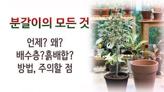 분갈이 시기와 방법 - 흙배합, 주의할 점