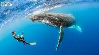 National Geographic - Humpback Whale: friendly animals of the blue sea - Wildlife Animals