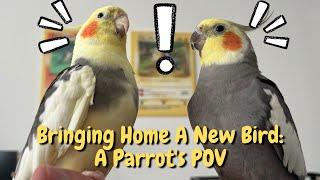 Things To Know Before Bringing Home Your Pet Bird! | TheParrotTeacher