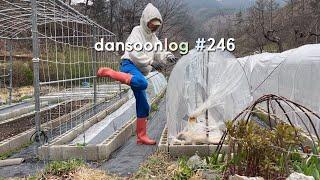 Korean spring countryside daily life vlog 246) Pepper seedlings