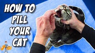 How To Pill A Cat By Yourself (like a PRO!)