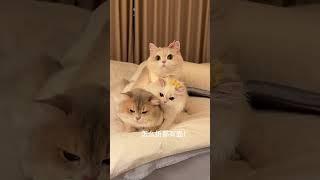 【#薄荷猫猫甜不甜】三折叠!太妙了!! #治愈猫咪 #我和我的猫 #仙女猫 #薄荷猫猫