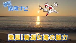 発見！新潟の海の魅力｜週刊 県政ナビ 令和6年8月25日放送