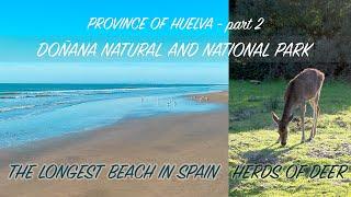 DOÑANA Natural and National Park | The LONGEST BEACH in SPAIN | HERDS OF DEER | MOBILE sand DUNES