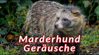 Marderhund Geräusche - die Geräusche, die ein Marderhund macht