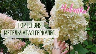 Новинка! Гортензия метельчатая Геркулес.(hydrangea paniculata hercules).