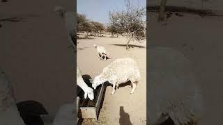 #duet #travel #lifeisbutadream #سبسکرايب #villagelife