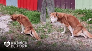 Ninguém acreditava que esse husky paralisado voltaria a andar