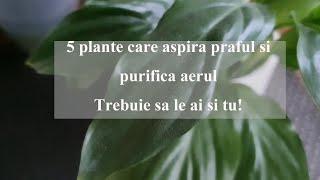 5 Plante care aspira praful si purifica aerul! Tu le ai?