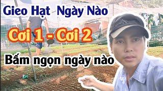 ngày gieo hạt vạn thọ tết, cơi 1 và cơi 2 chuẩn ngày bấm ngọn chi tiết