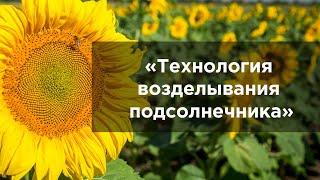 Технология возделывания подсолнечника