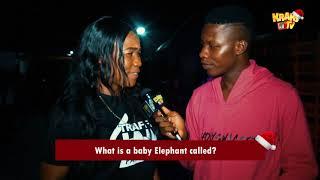 What is a Baby Elephant called? | KraksTV VoxPop