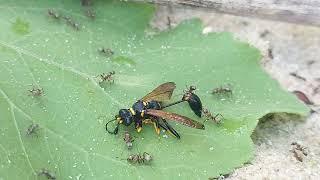 Муравьи против ОСЫ убийцы   Ants vs Wasp Killer