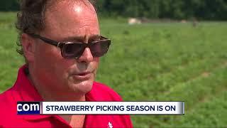 Owners of Blake Farms discuss start of strawberry picking season in Michigan