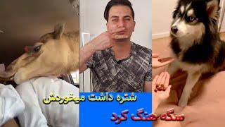 حیوانات خنده دار , بامزه و شیطون خانگی در کل دنیا#MACH_TV