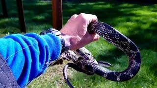 Catching Snakes In A Crawl Space