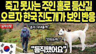 [해외감동사연] 이런 견종은 처음입니다, 캐나다 산악구조대도 놀란 한국 진돗개의 충격적인 능력