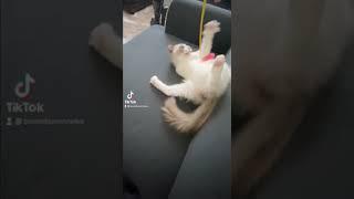 じゃれすぎて自分の足食った子猫#shorts