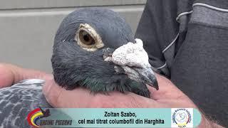 Zoltan Szabo, cel mai titrat columbofil din Harghita