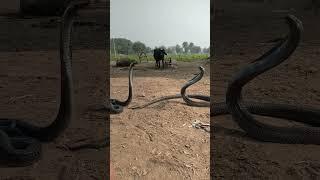 king Cobra Sanke naag Jogi dance short video naag Jogi #snake #kingcobra #vlog #snakebite #naag