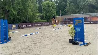 California | Approved stallion