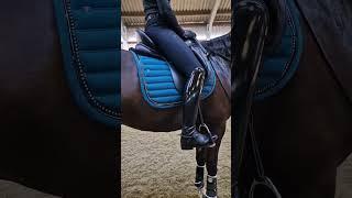 Vincere saddle pads - Our Saddlery