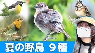 鳥のさえずり夏は鳥がいっぱい！【野鳥撮影vlog】