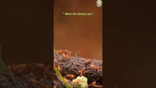 "meet the Honey  ant" #natureexploration #animaleducation #wildlifedocumentaries .