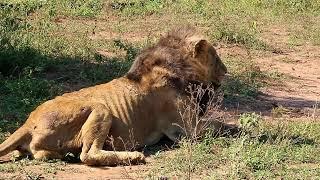 Male Lions Fight to Death, And Take Territory! Documentary on Male Lions! Kruger National Park!#lion