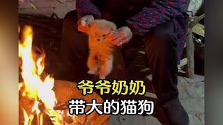 那些年爷爷奶奶带大的猫狗们，是宠物也是家人！