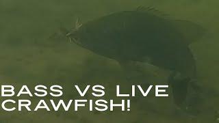 Bass vs LIVE Crawfish! #shorts