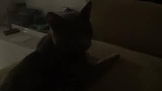 Nyxie the Cat - Video 92