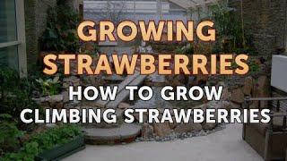 How to Grow Climbing Strawberries