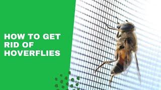 How To Get Rid Of Hoverflies