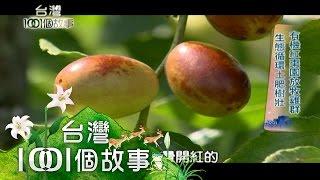 舉家都市移民鄉村 都市女創有機紅棗天價 part5【台灣1001個故事】