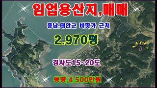 물번.136번) 임산물재배적합,임야.2.970평 충남 태안군 원북면 신두리 몽땅,4.500만원에 급 매매합니다 낮은 경사도15~20도 입니다 토양이 양토질 입니다 바닷가 근접~